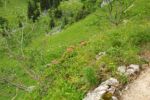 2014-07-05_Laengental-N-Hochweg (870). JPG